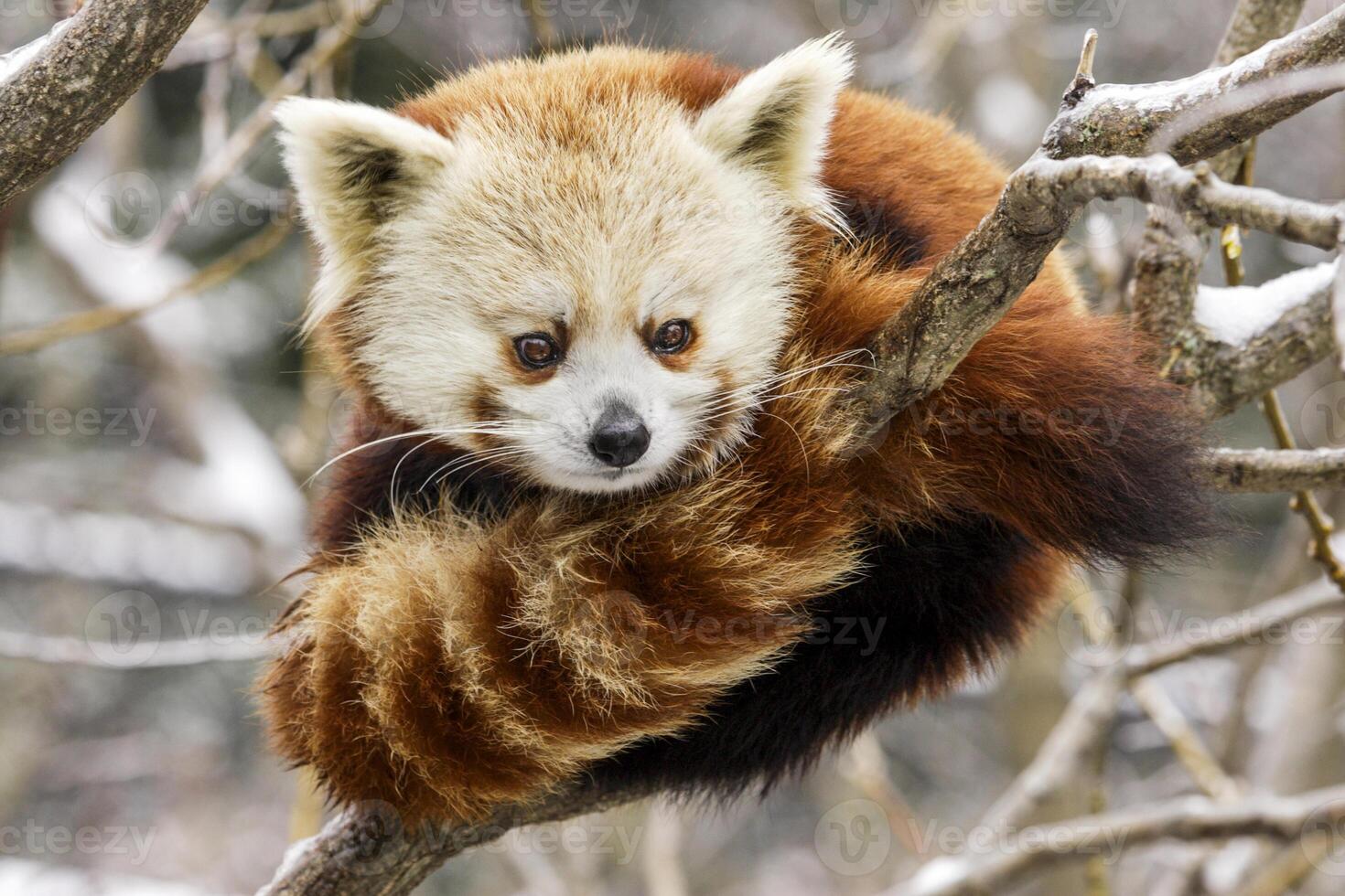 de lief rood panda achtergrond foto