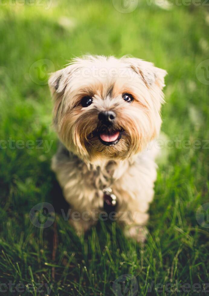 puppy lief Aan gras achtergrond foto