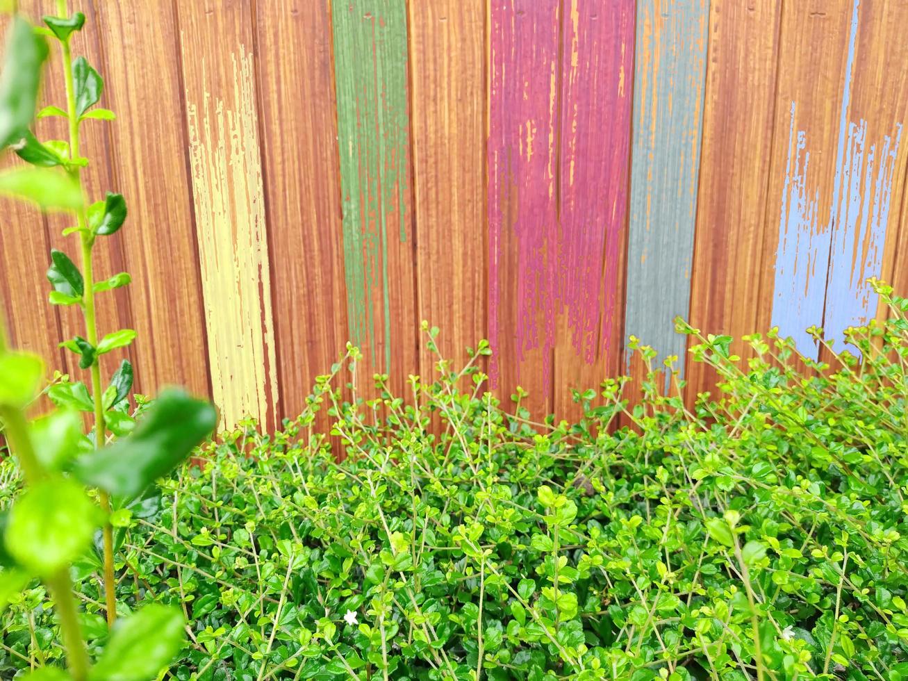 kleurrijk houten hekken met helder groen sier- planten. foto