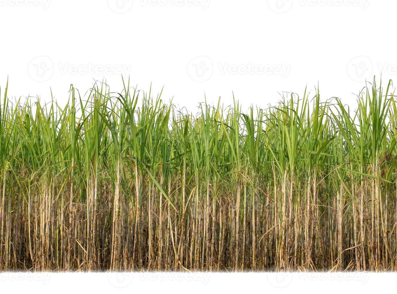 suiker riet geïsoleerd Aan wit achtergrond en knippen pad foto