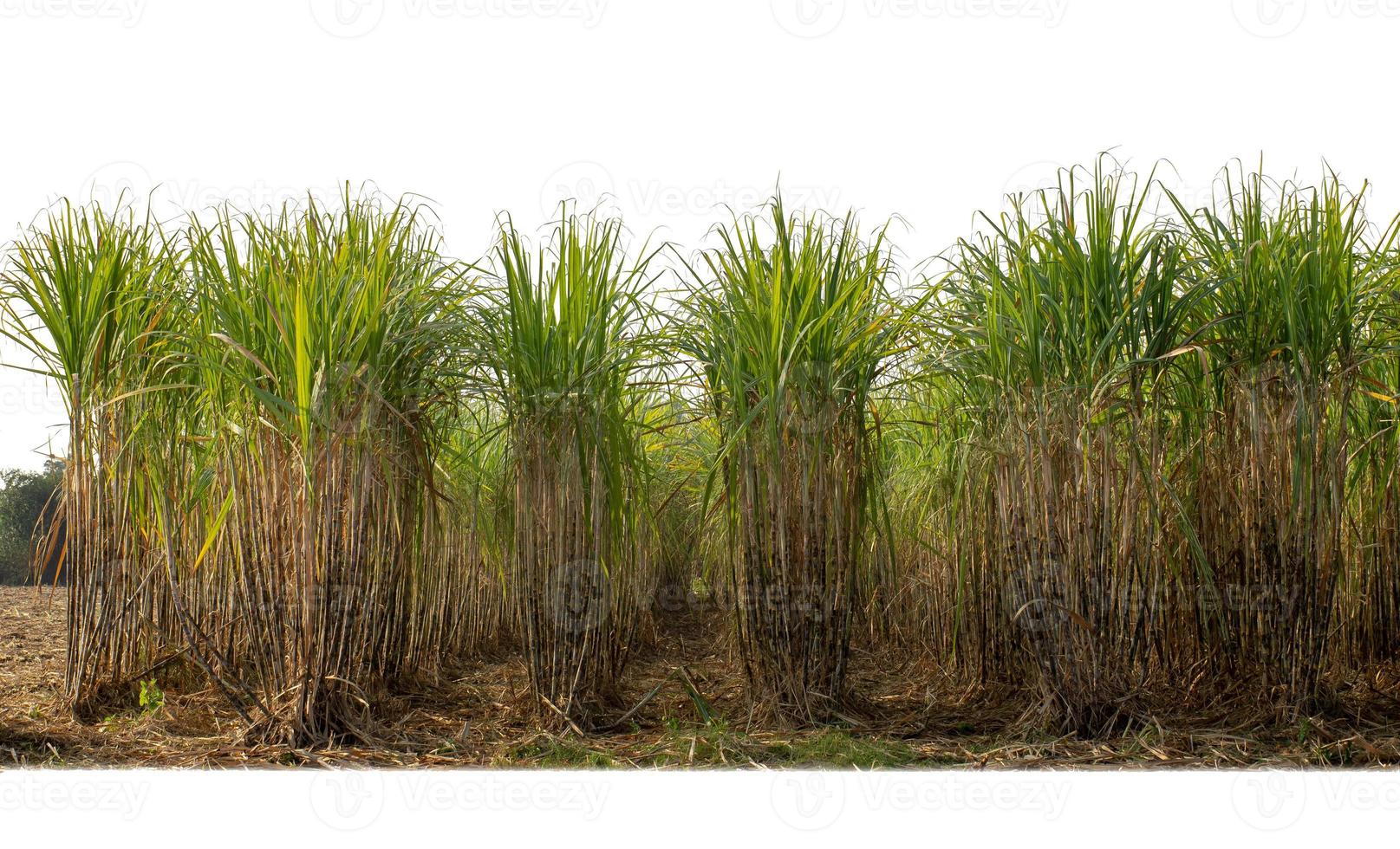 suiker riet geïsoleerd Aan wit achtergrond en knippen pad foto