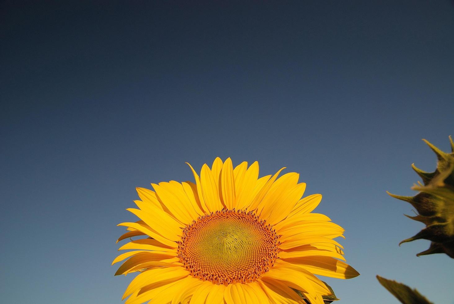 uitzicht op zonnebloemveld foto