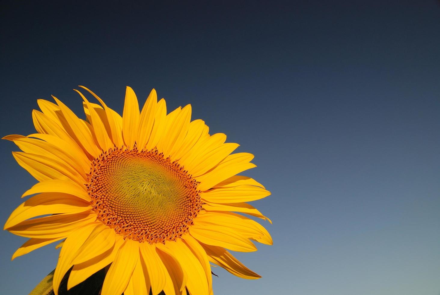 uitzicht op zonnebloemveld foto