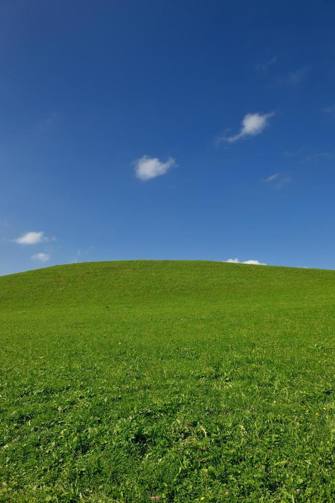 veld- van gras en blauw lucht foto