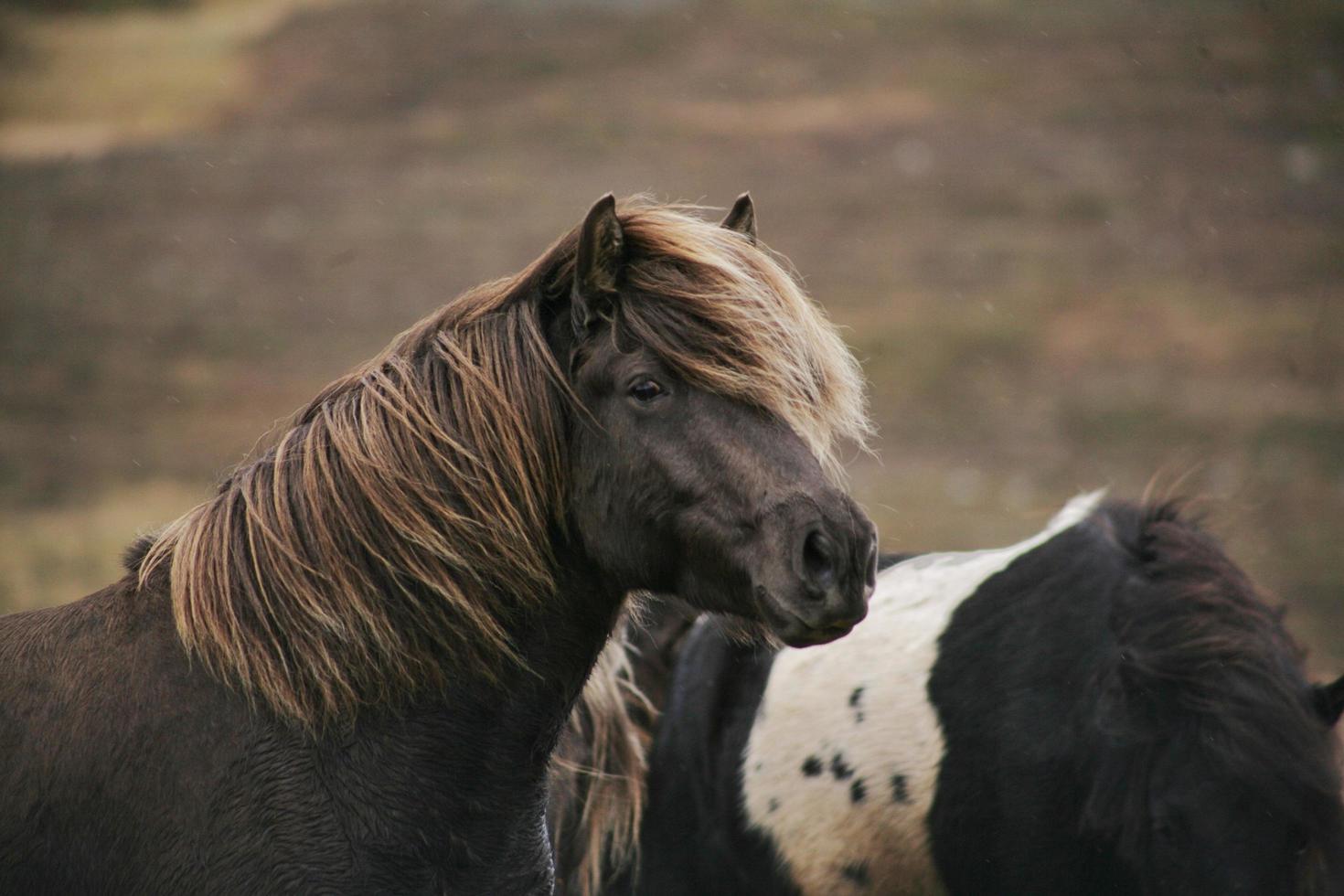 close-up van paarden foto