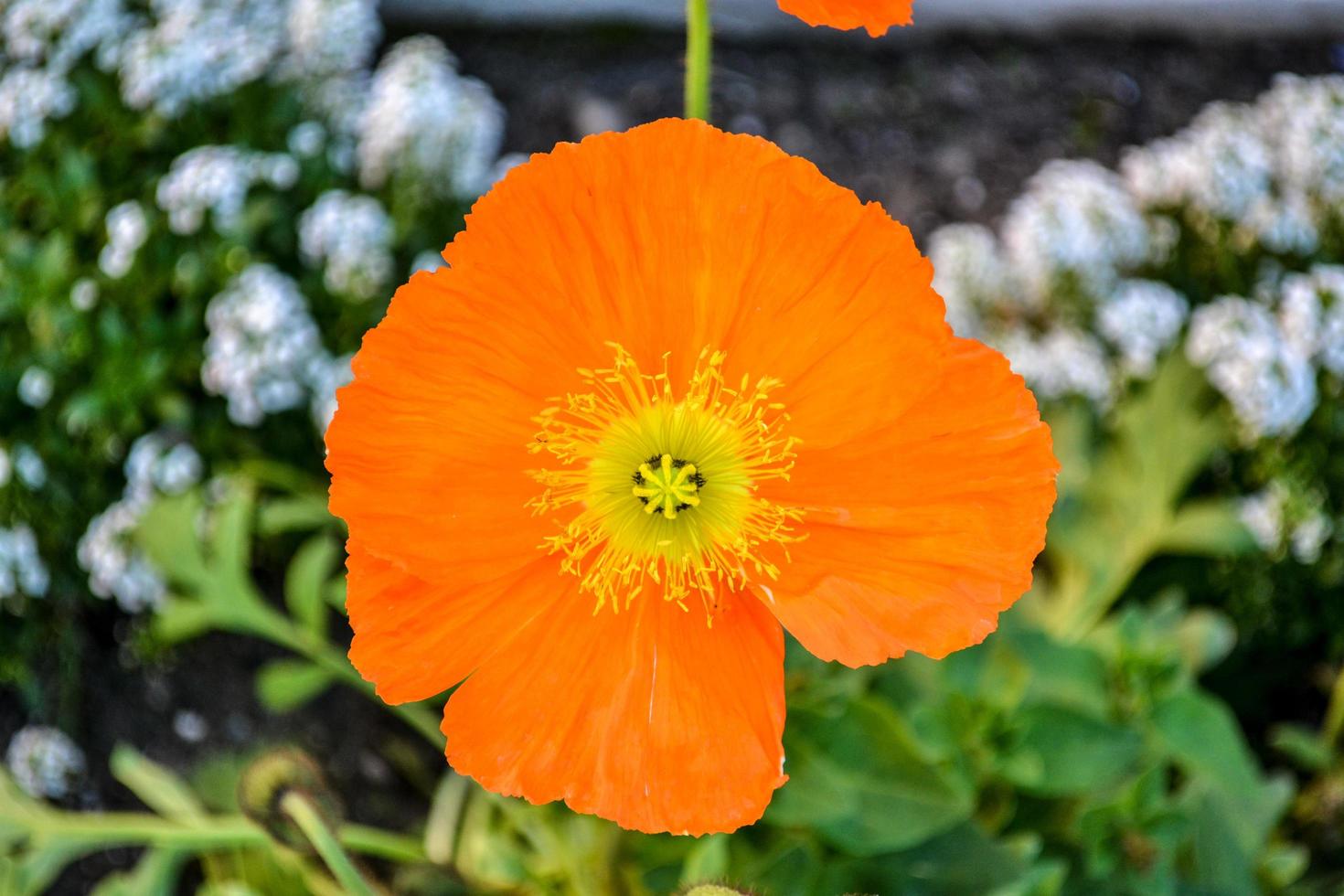 close-up van een oranje en gele papaver foto