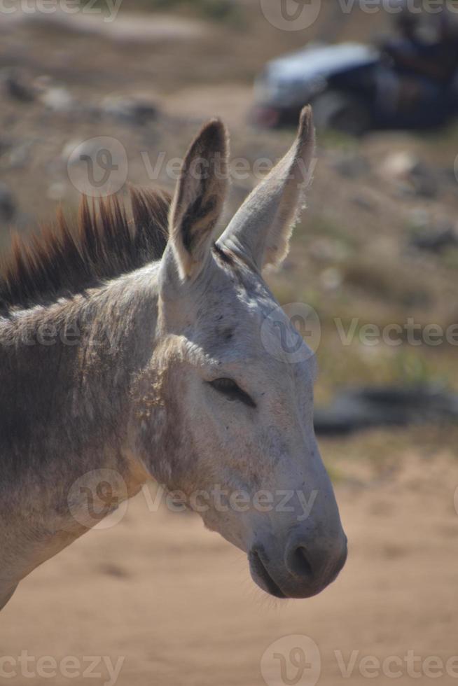 wit en grijs volwassen wild ezel in aruba foto