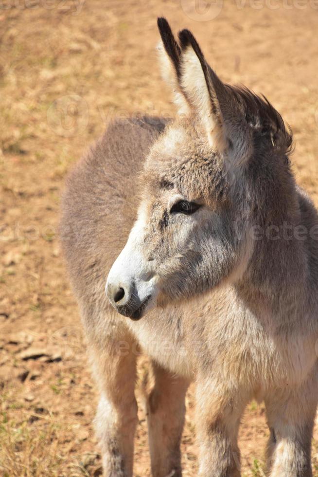 profiel van een jong wild ezel in aruba foto