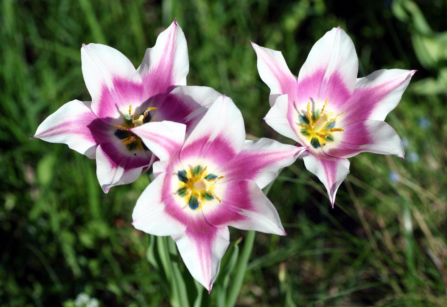 close-up van witte en roze tulpen foto