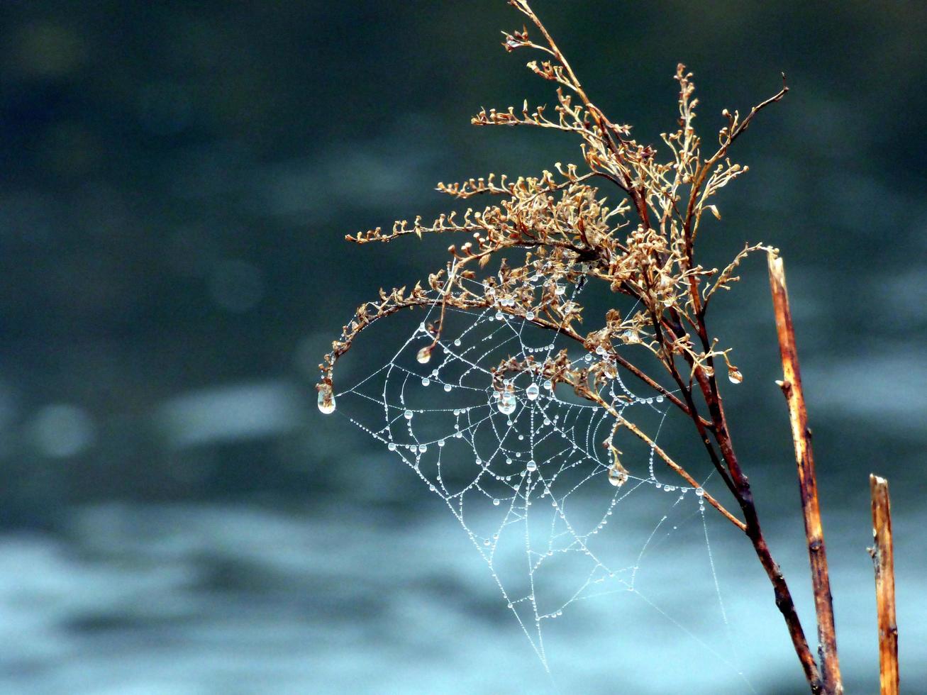 spinnenweb bedekt met regendruppels foto