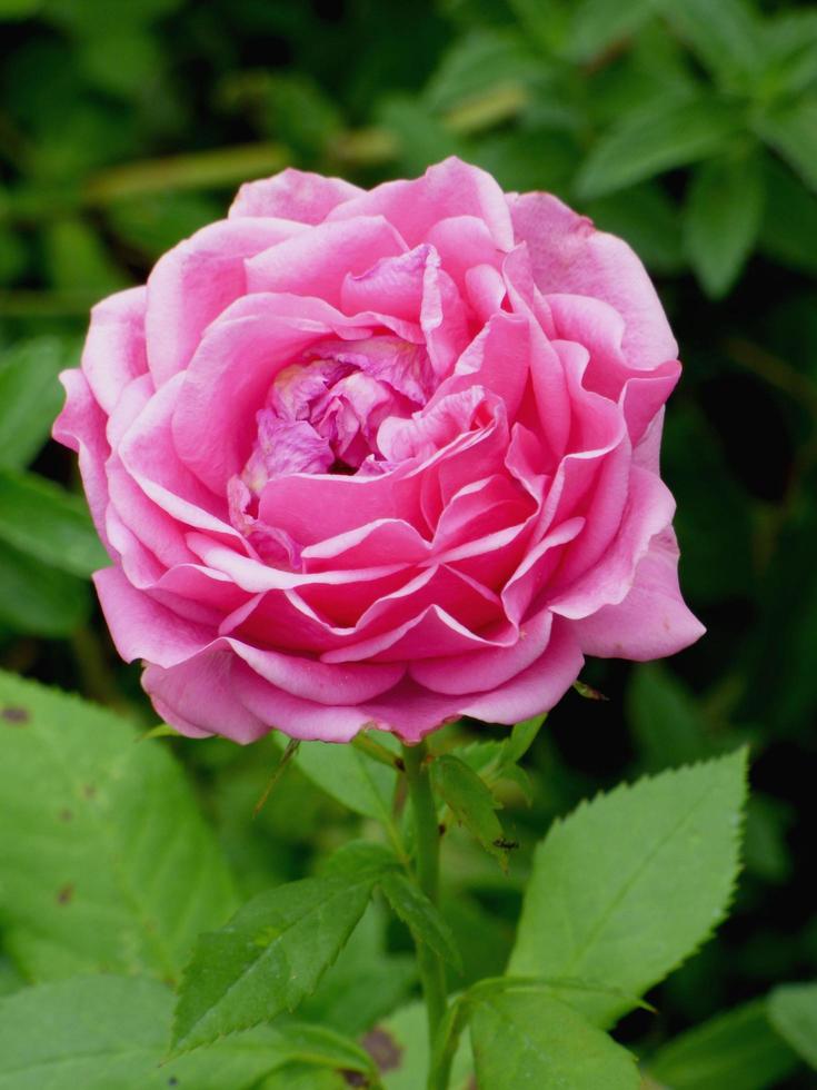 close-up van een roze pioenroos bloem foto