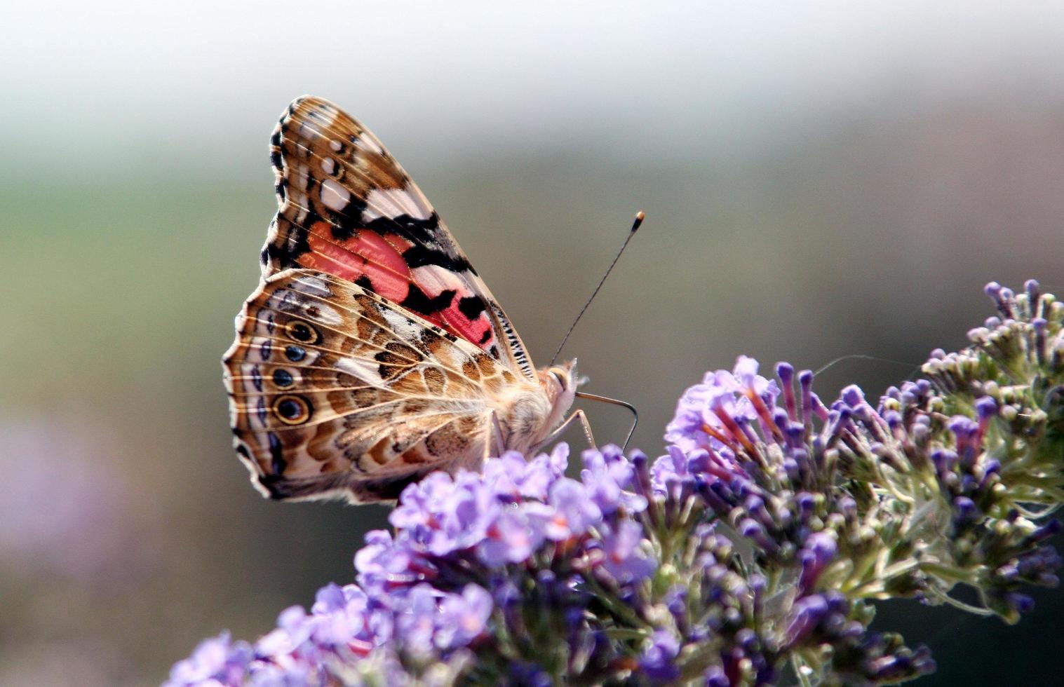kleurrijke vlinder op paarse bloemen foto
