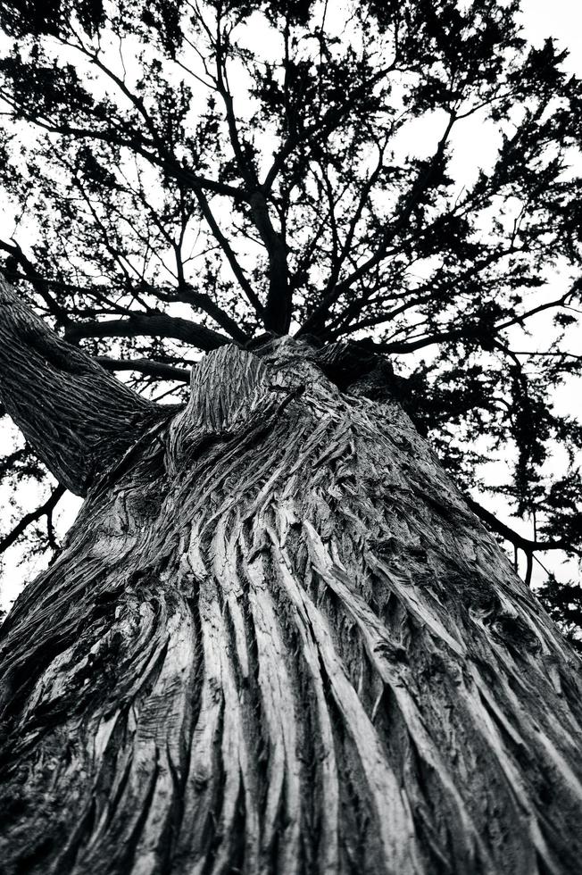 zwart-witte boom foto