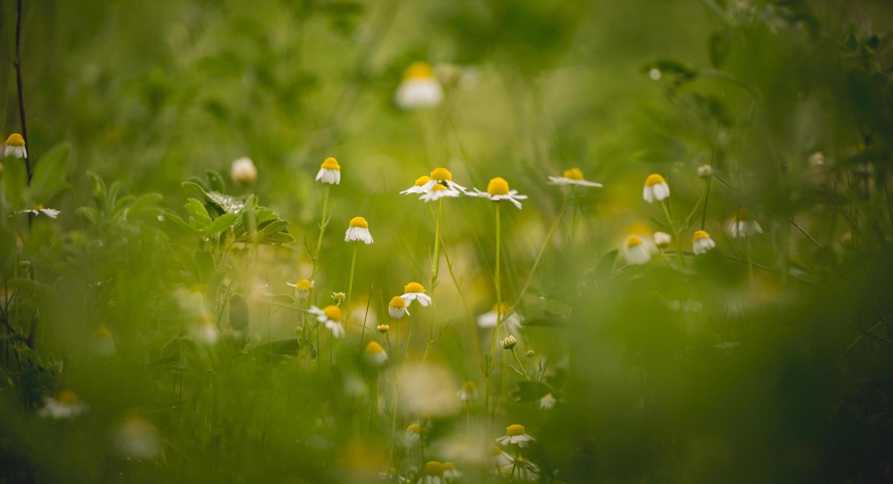 kamille bloemen in een groen veld foto