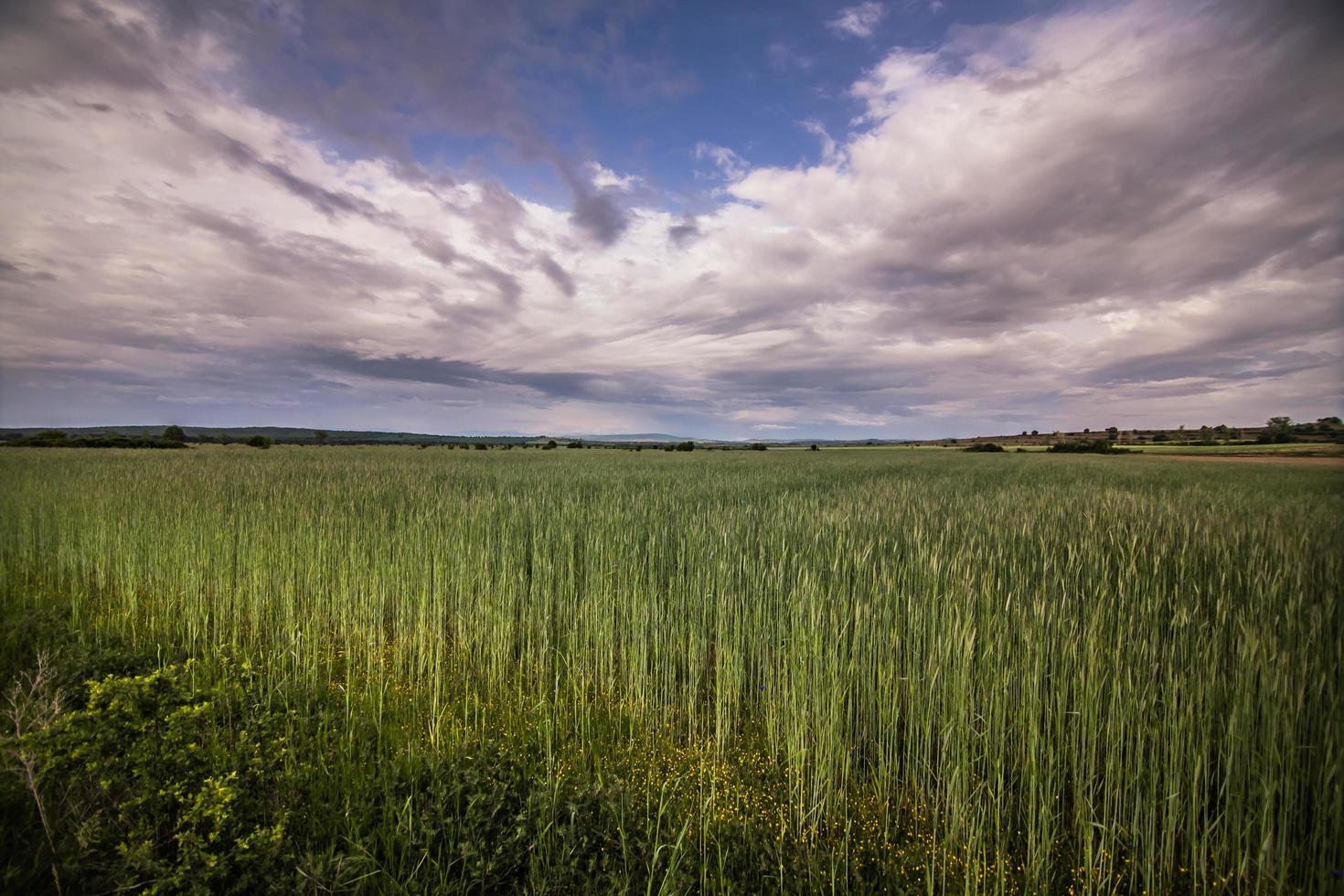 panorama van een tarweveld foto