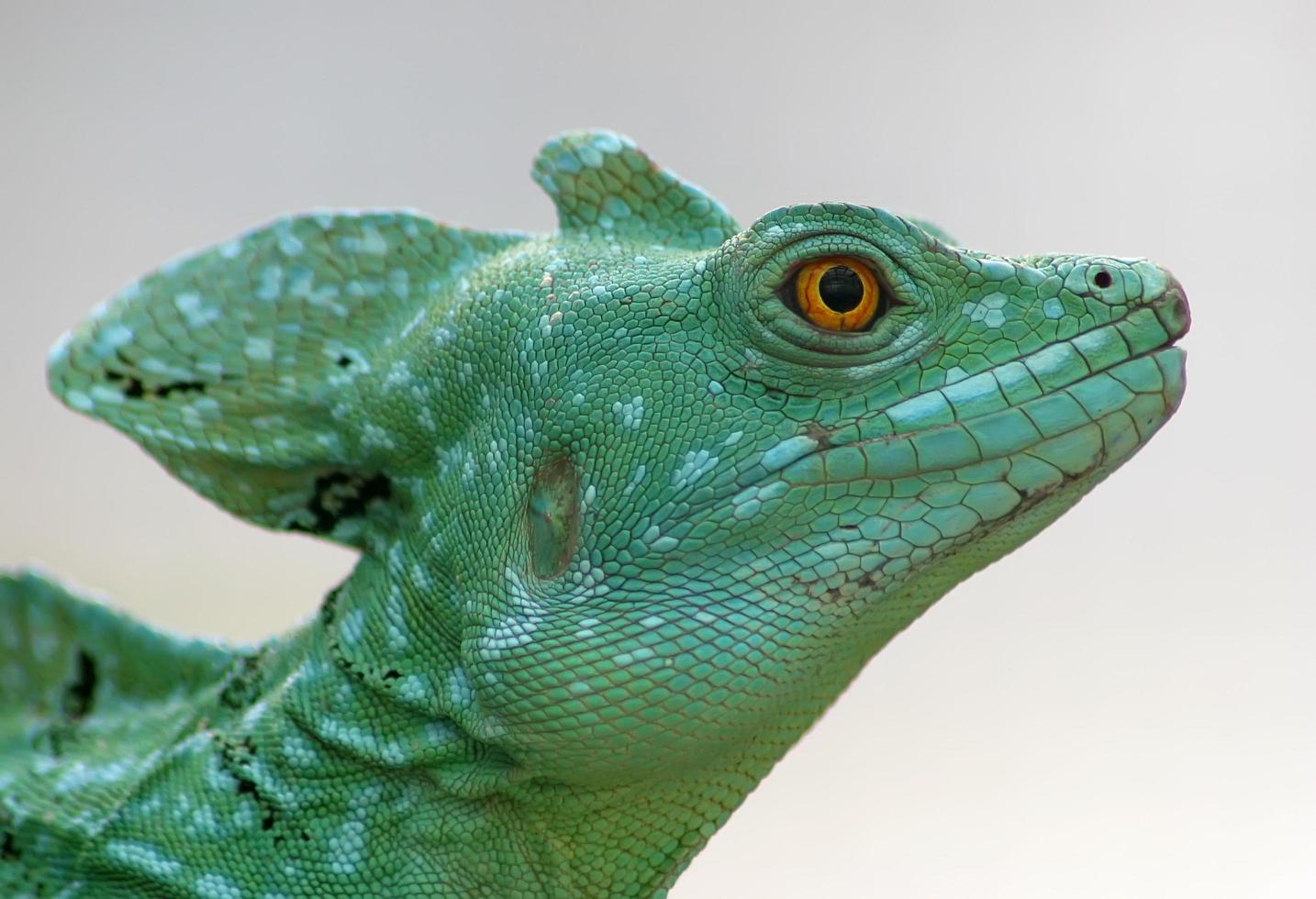 close-up van een groene basilisk hagedis foto