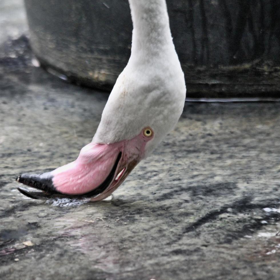 uitzicht op een flamingo foto