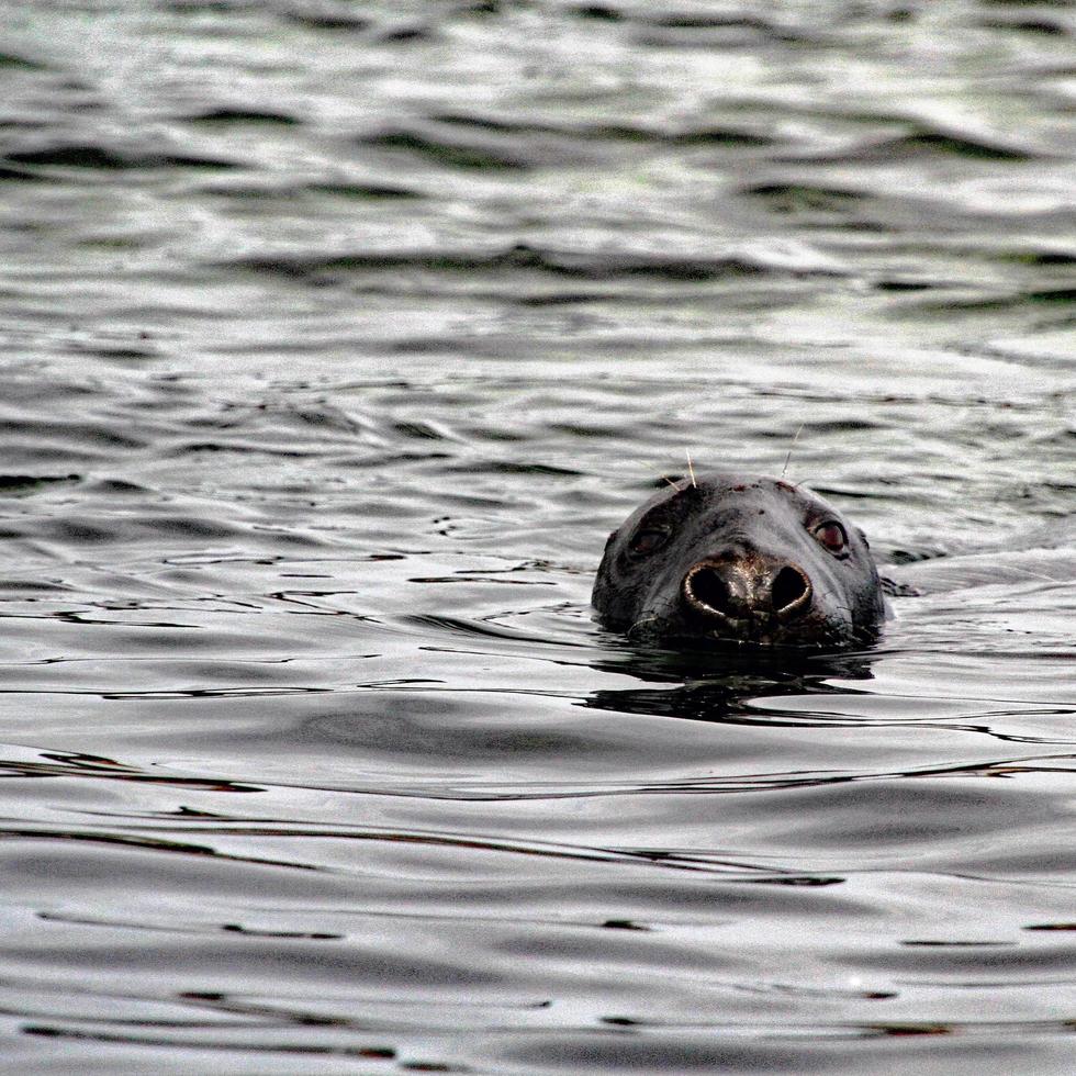 een zegel in de water foto