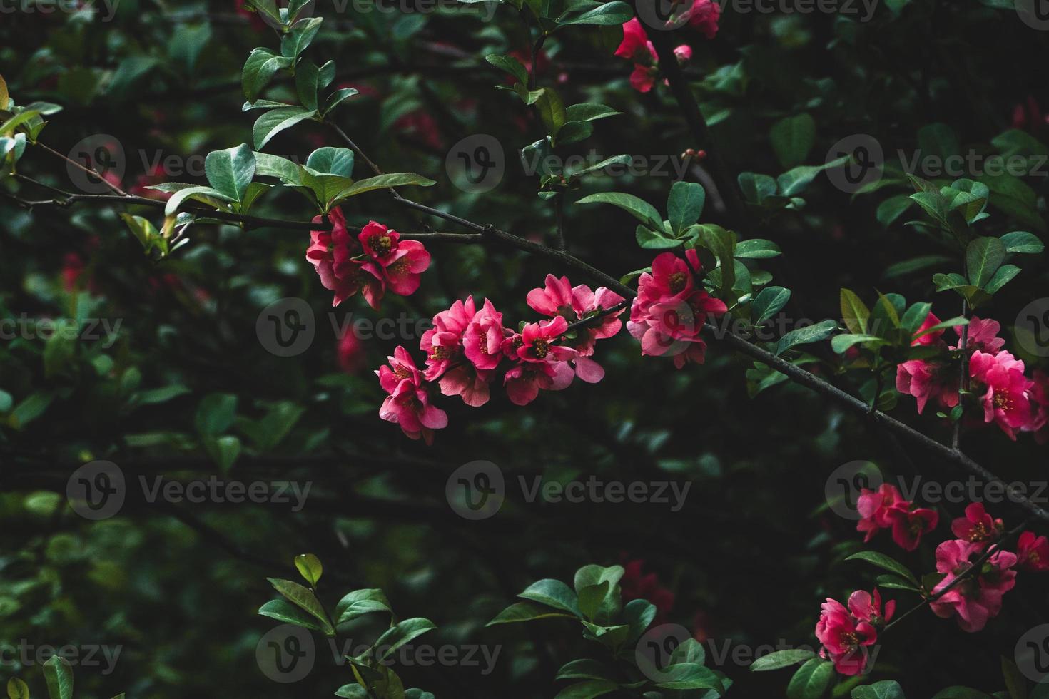 chaenomeles speciosa - Chinese kweepeer struik bloeiend in de tuin, donker laag sleutel natuur achtergrond foto