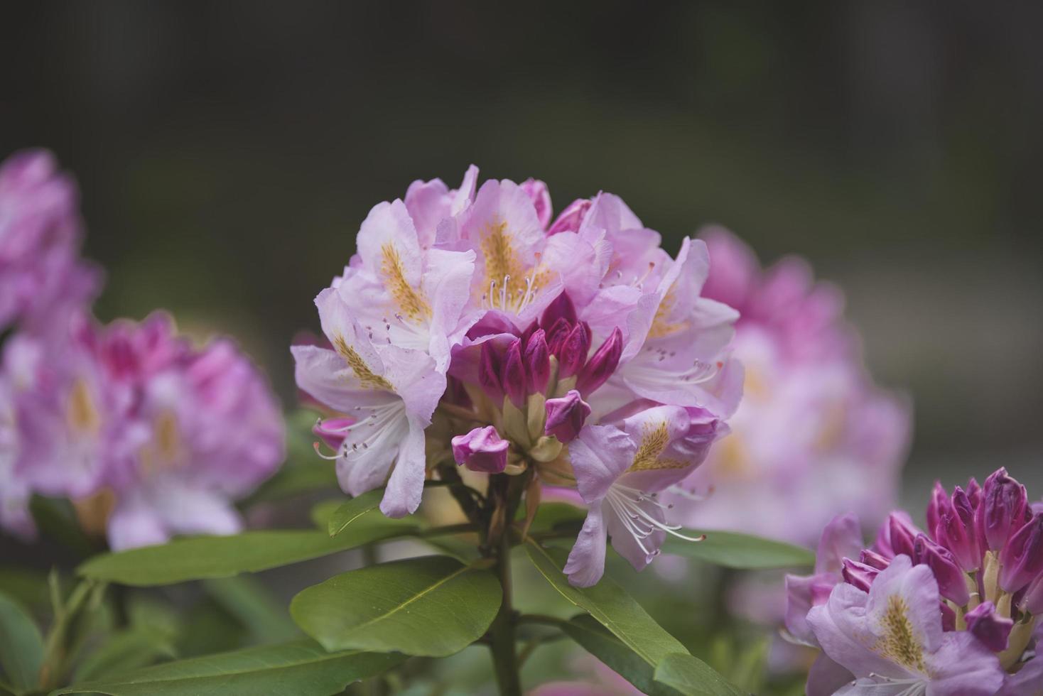 roze en witte bloem in tilt shift lens foto