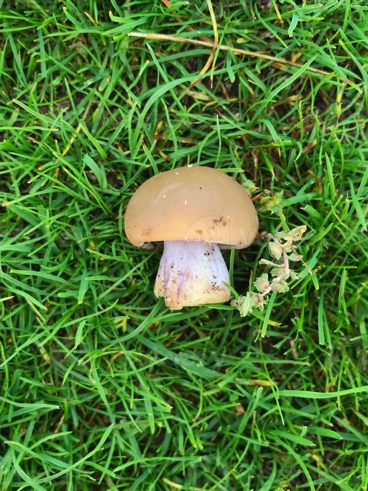 een eetbaar paddestoel Aan groen gras. visie van bovenstaande. mooi hoor en lief achtergrond. foto