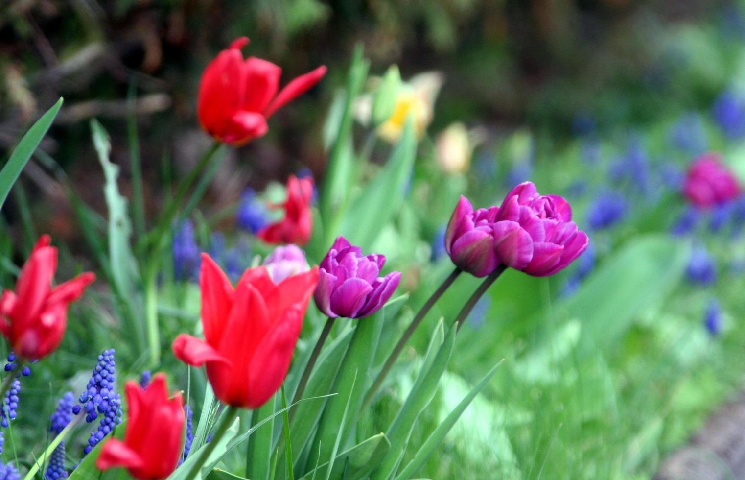 close-up van bloemen in een tuin foto