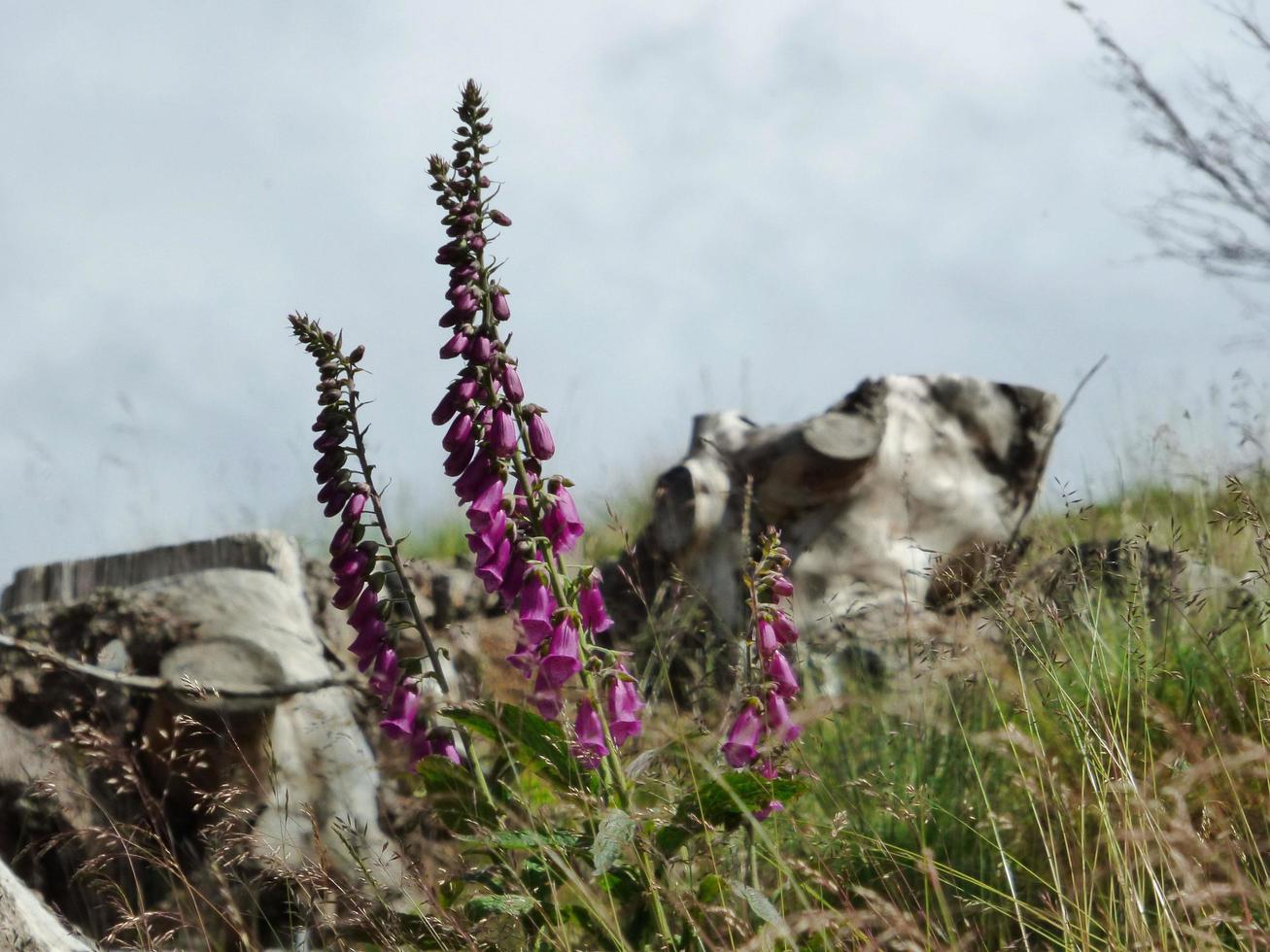 paarse vingerhoedskruid bloemen in een veld foto