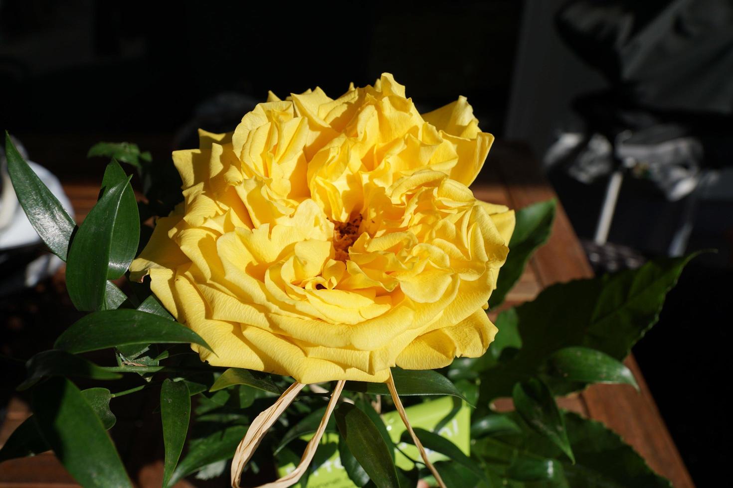 gele roos in de tuin foto