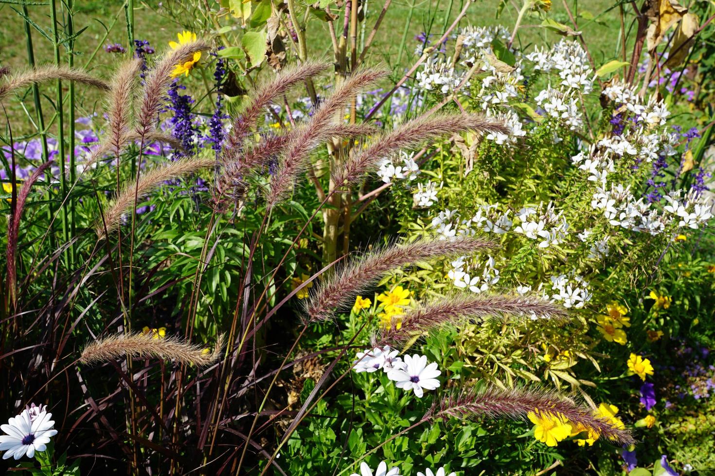 zomerbloemen in een park foto