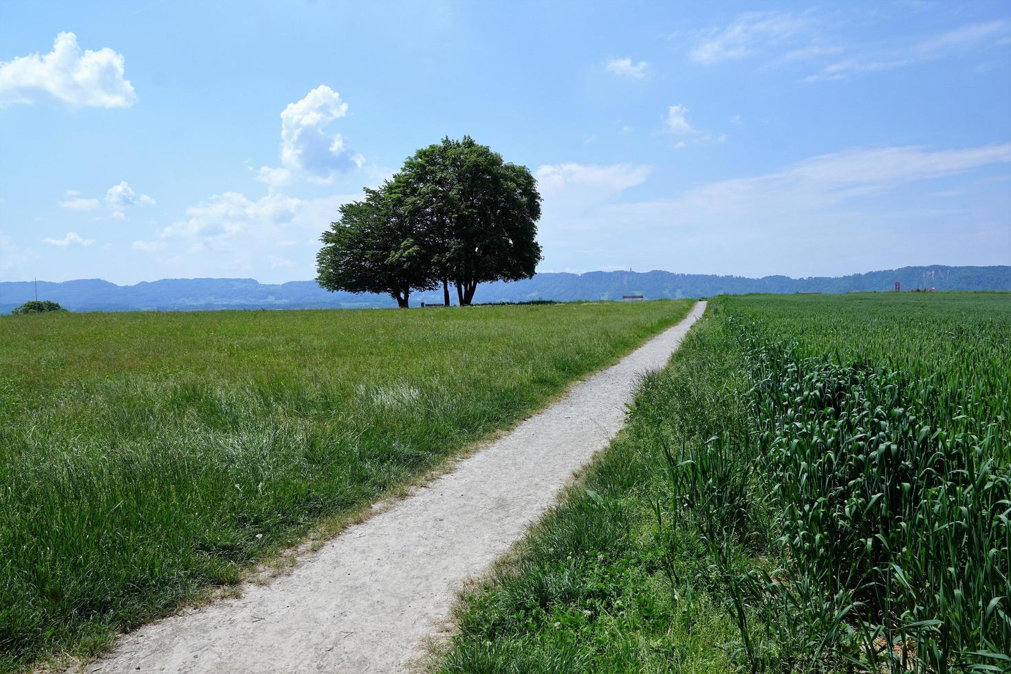 groen veld in Zollikon foto