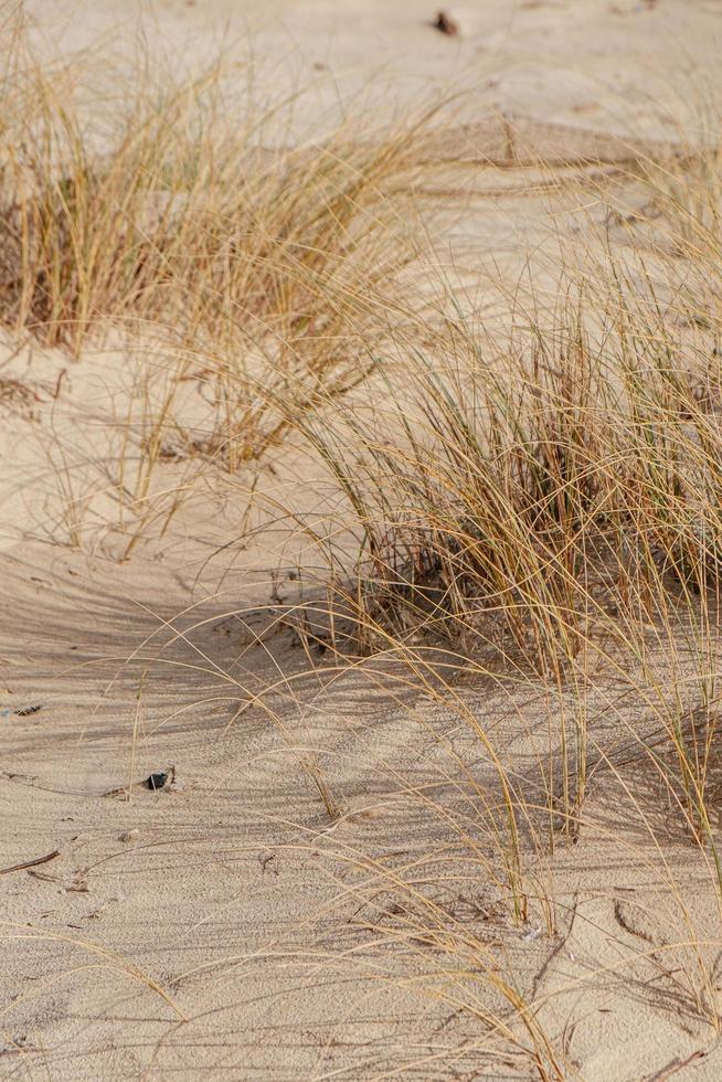 bruin gras op bruin zand foto