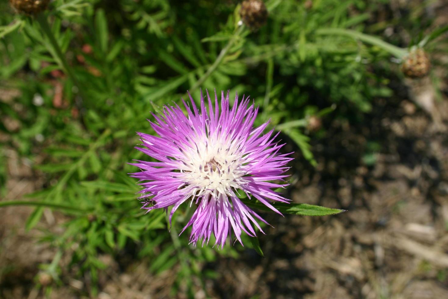 paarse korenbloem in het park foto