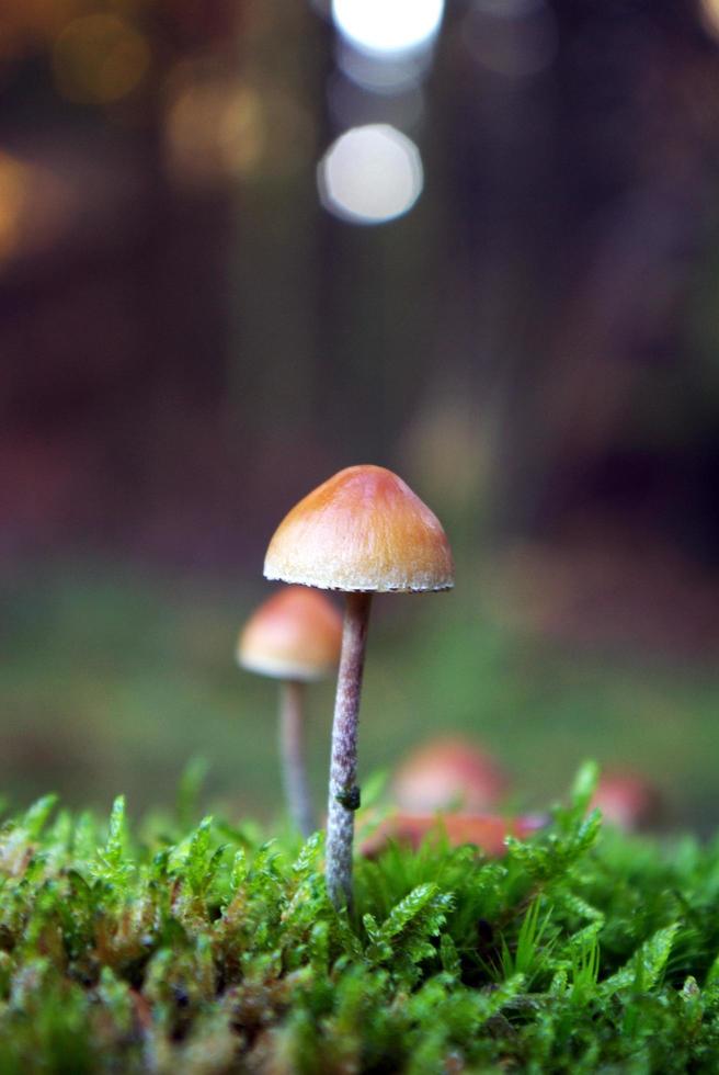 close-up van paddestoelen foto