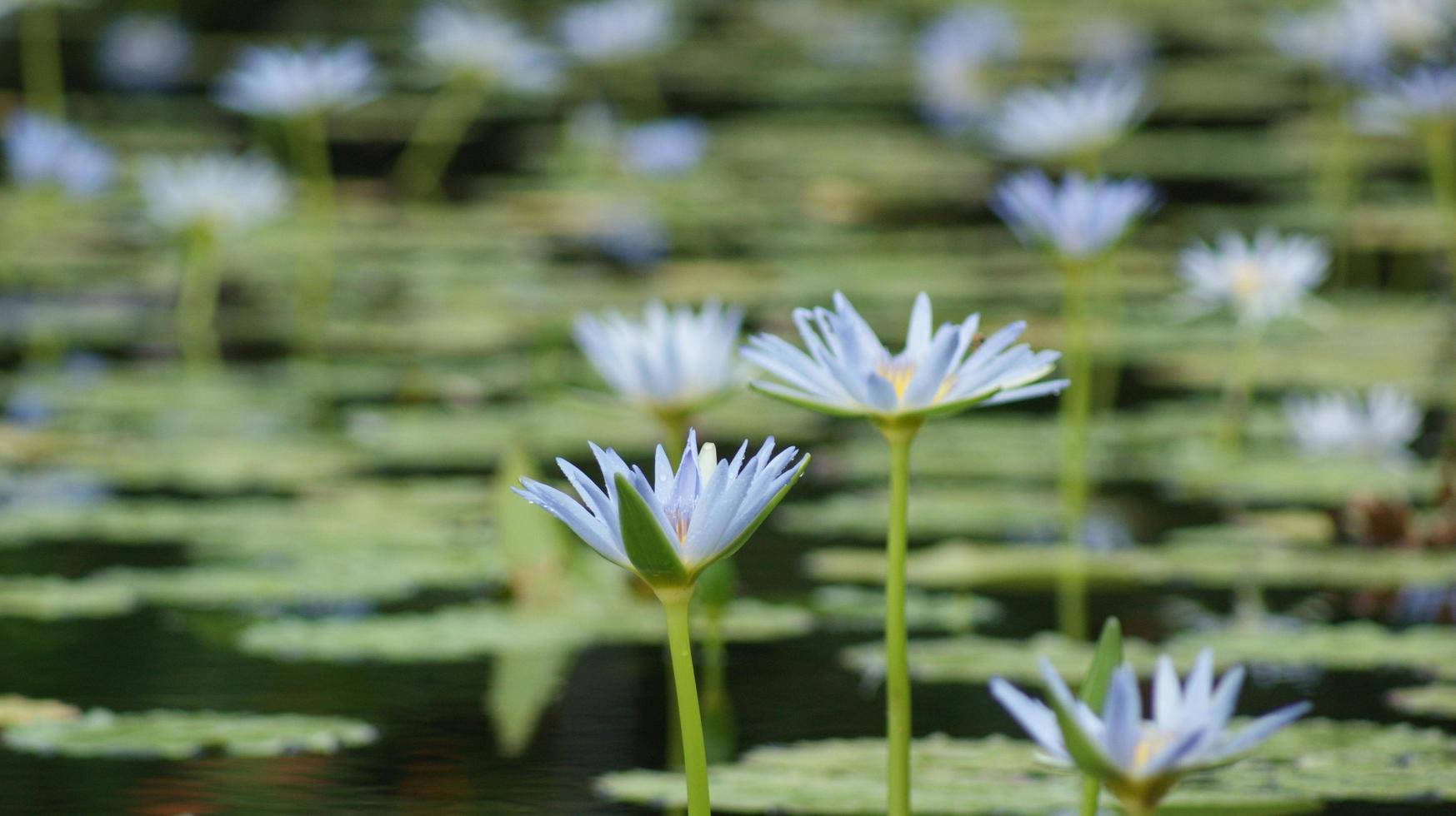 weergave van een lelievijver met blauwe bloemen foto