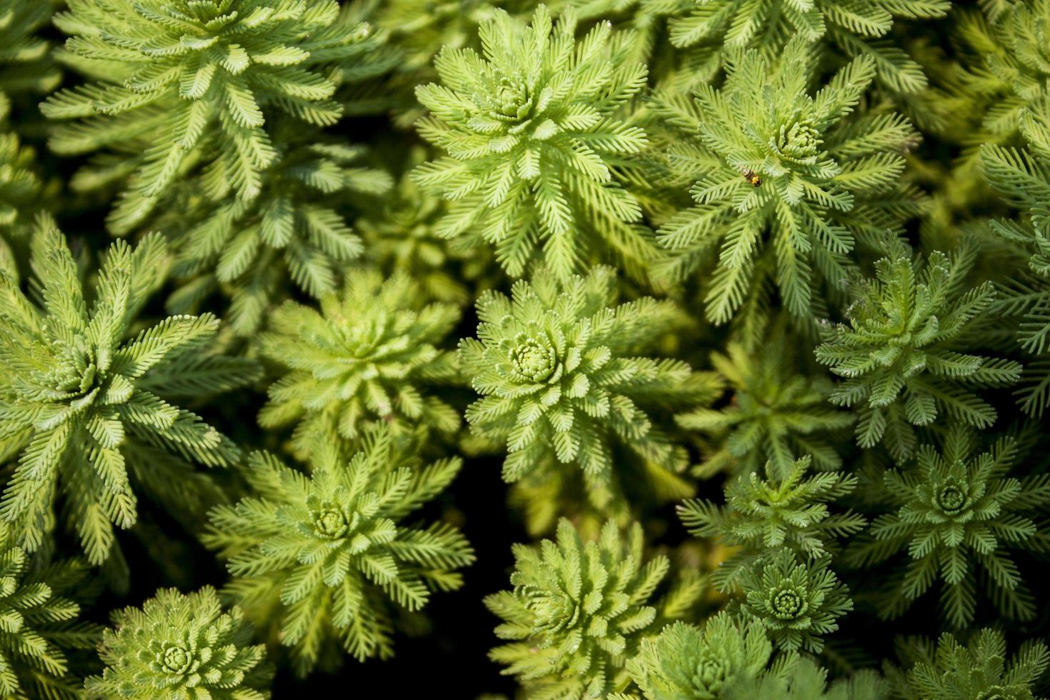 close-up van groene vetplanten foto