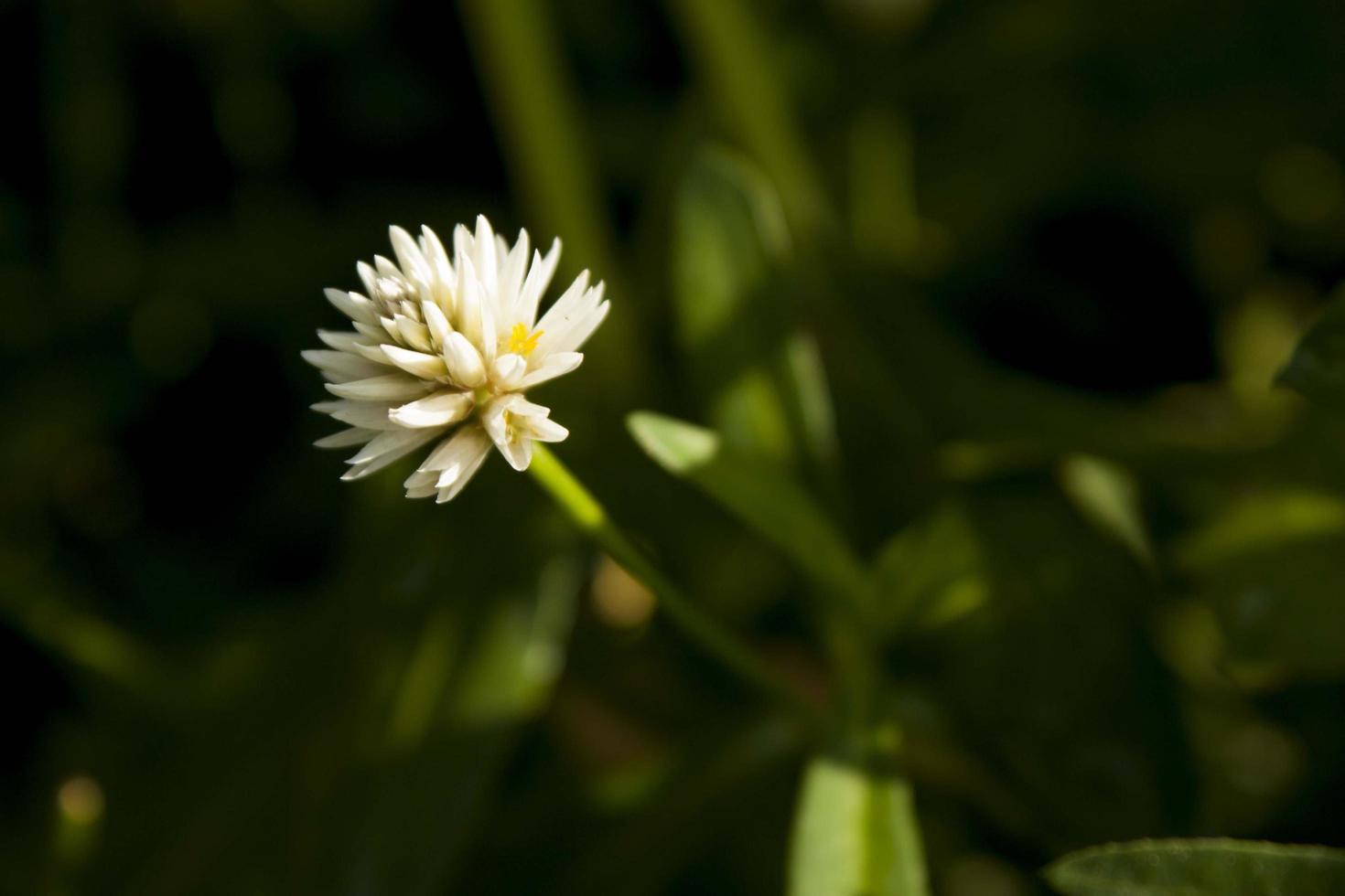 weergave van een witte bloem foto