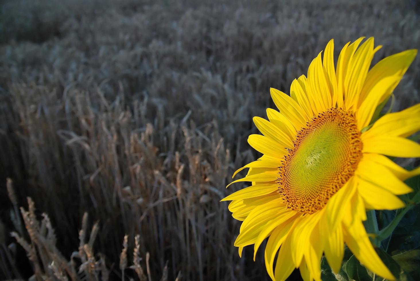 zonnebloem detailopname met tarwe in achtergrond foto