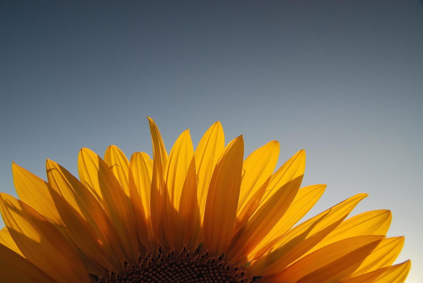 uitzicht op zonnebloemveld foto