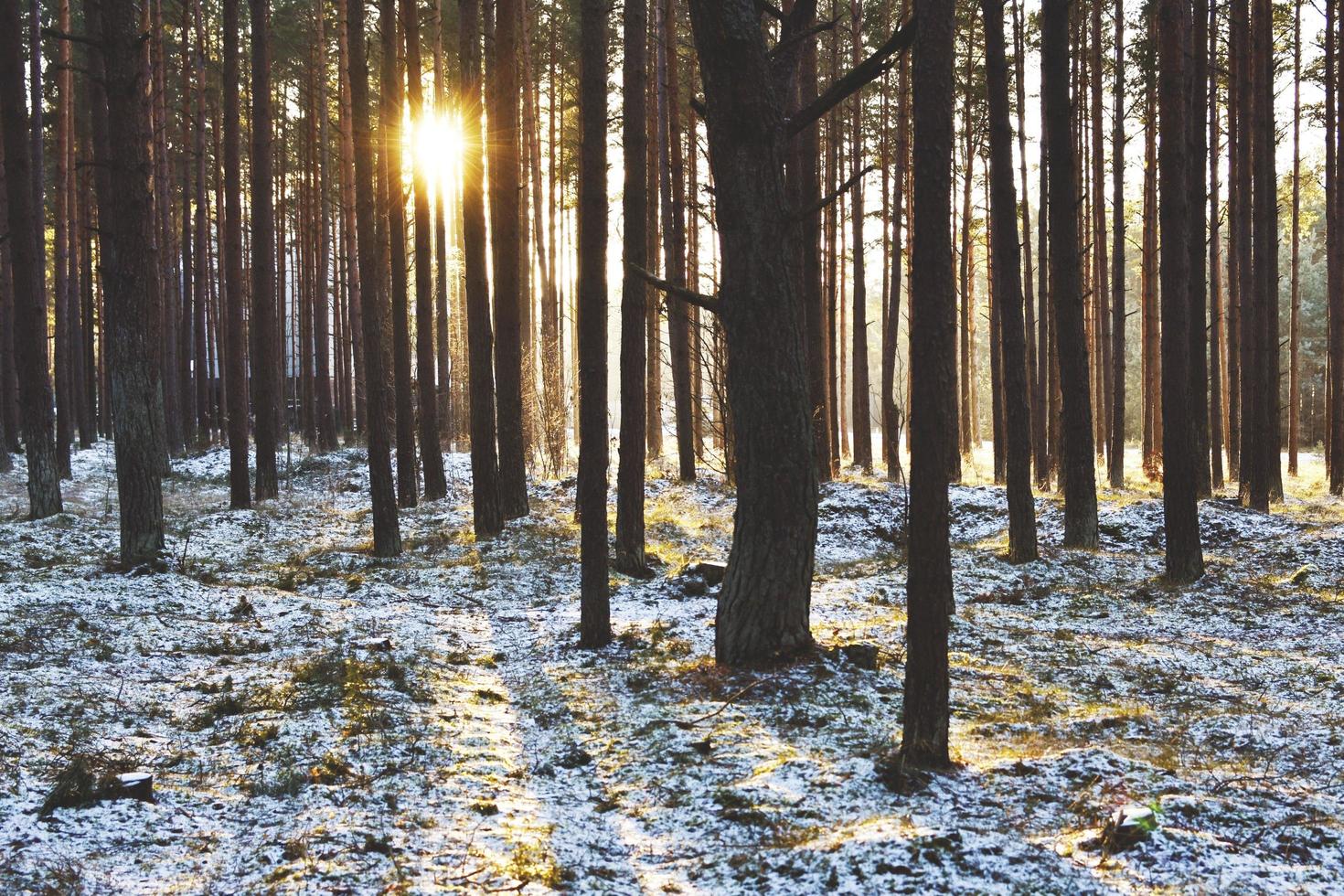 winterse bosbomen met zonsondergang foto