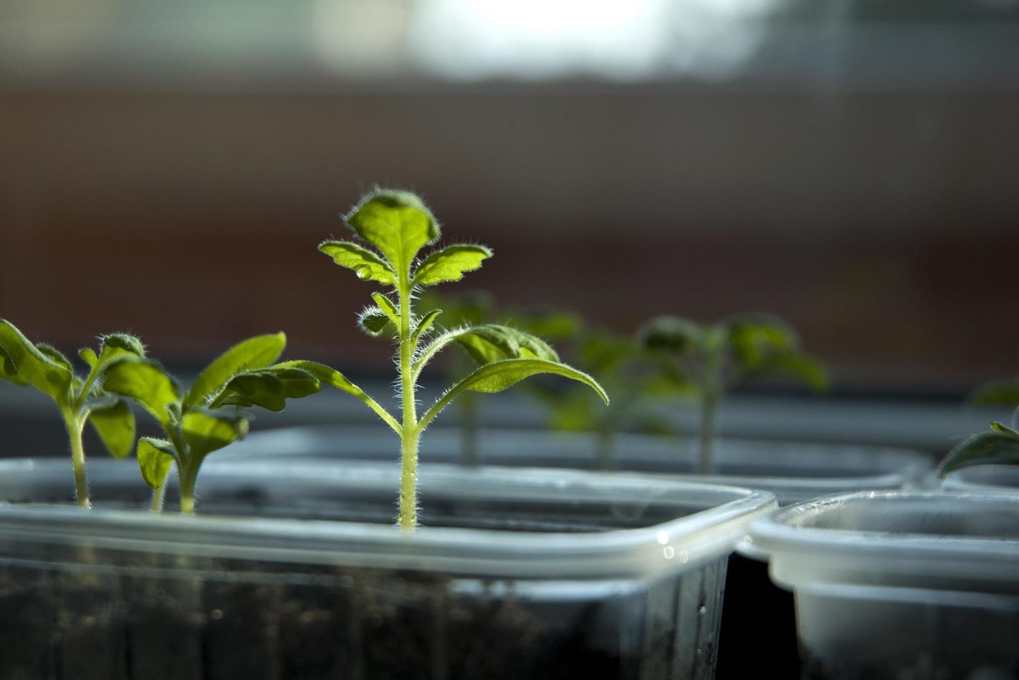 plant blad ontspruit foto