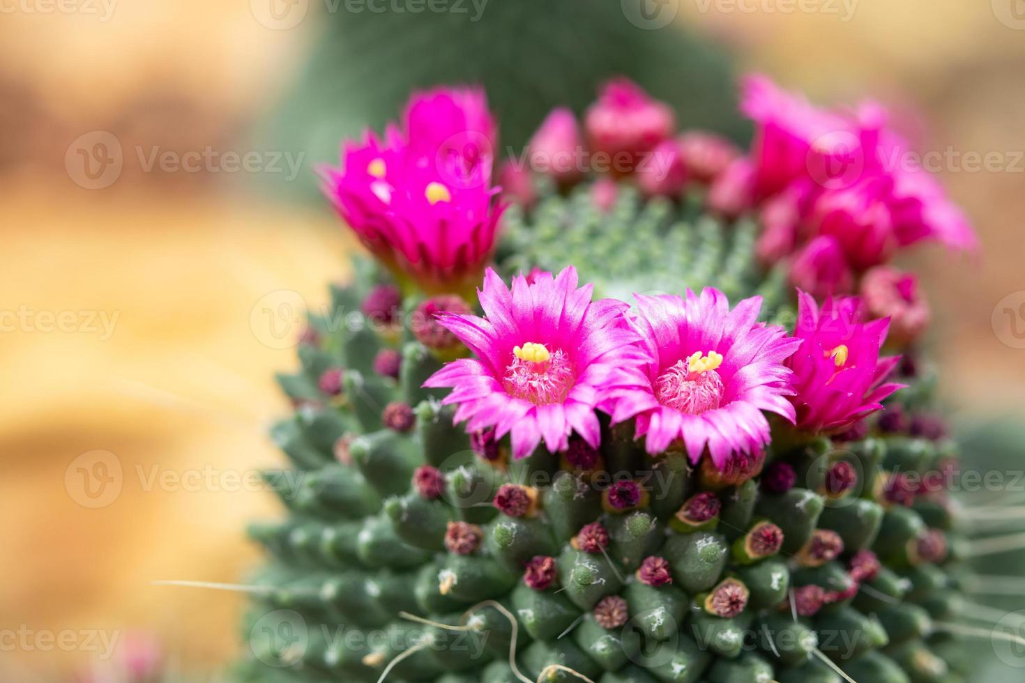 roze cactus bloem dichtbij omhoog in de tuin foto