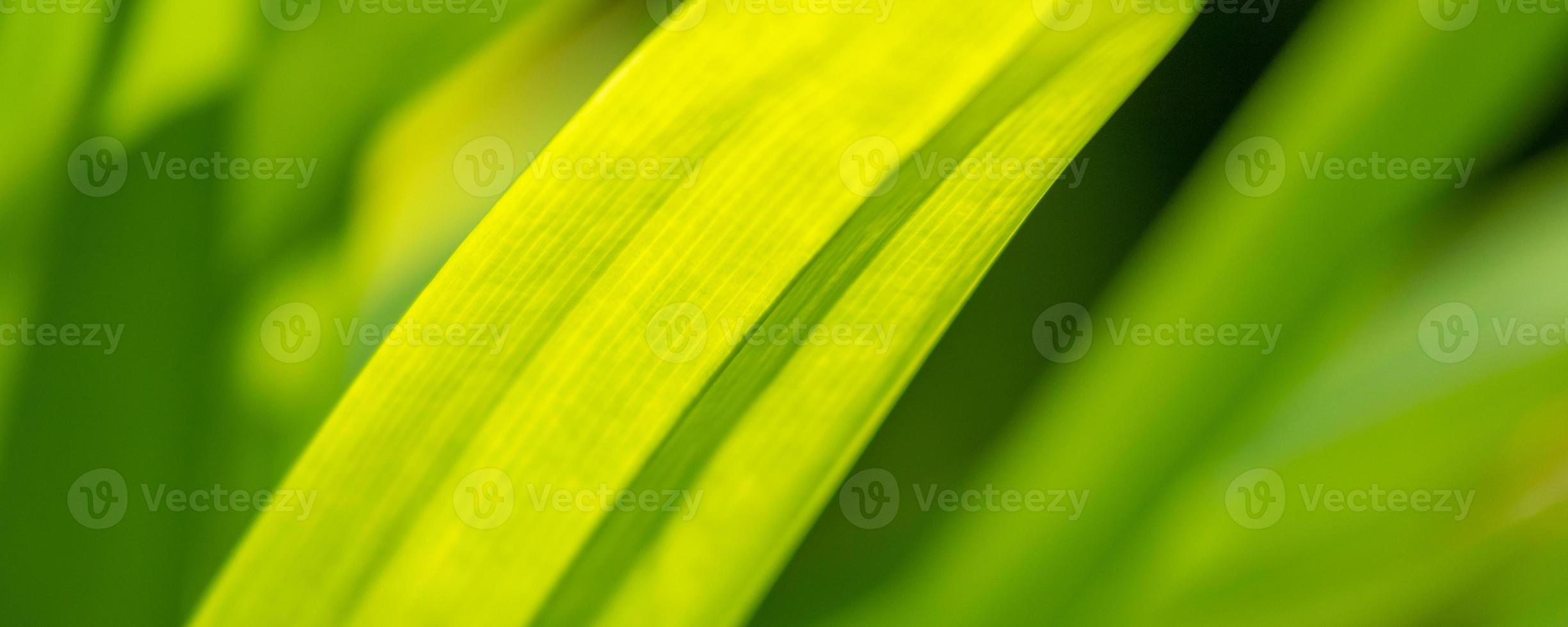 fabriek groen blad in tuin met bokeh achtergrond foto