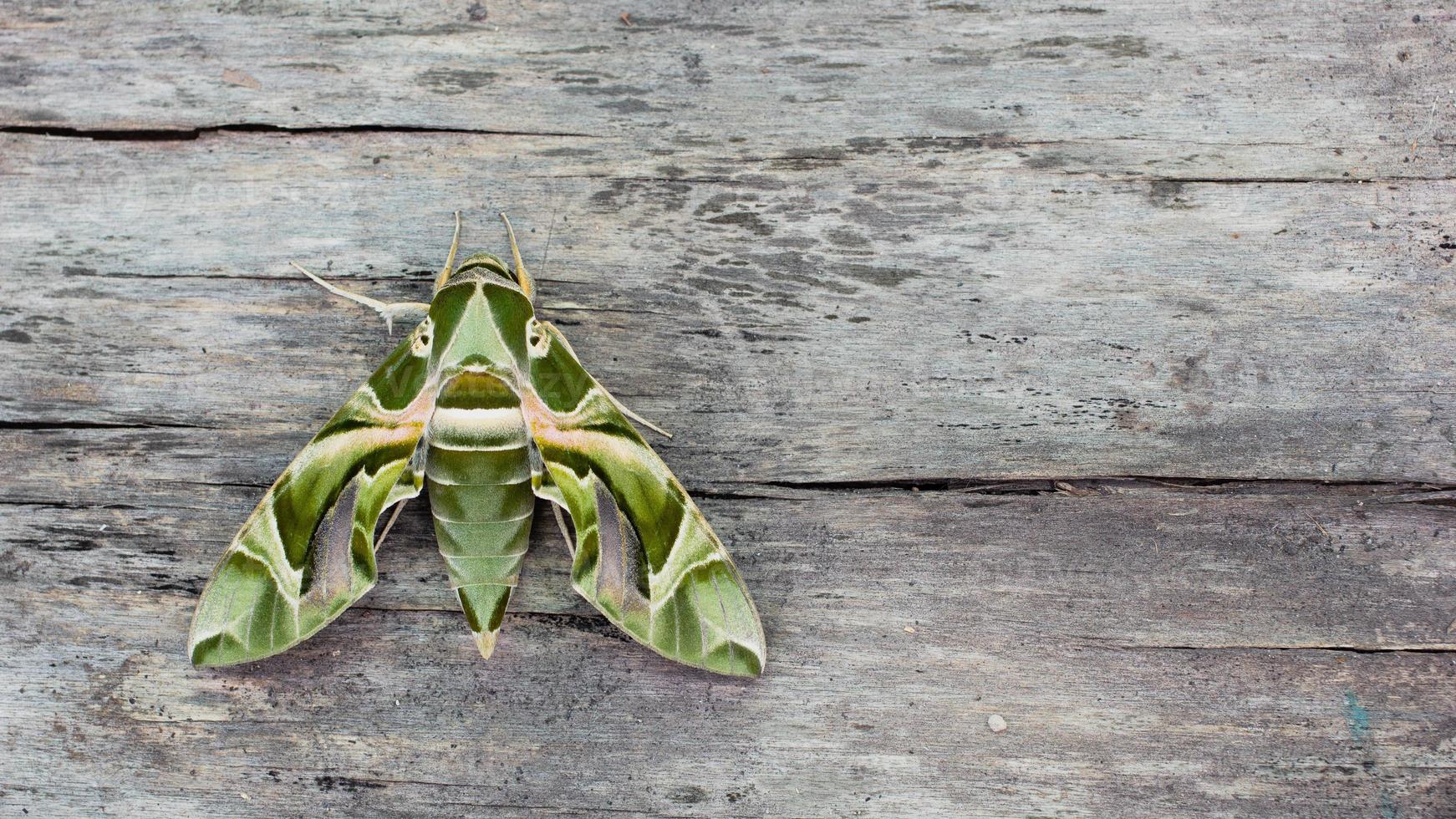 de oleandar havik mot of leger groen mot, is een mot van de familie sphingidae neergestreken Aan een houten vloer. foto