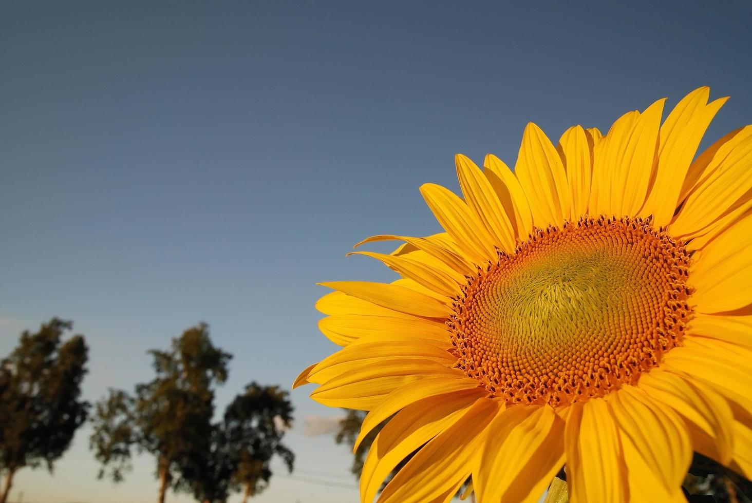 uitzicht op zonnebloemveld foto