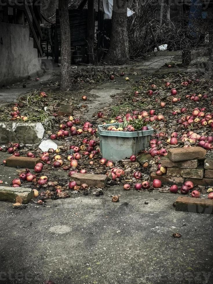 een werf met gedaald appels en een emmer naar verzamelen hen foto