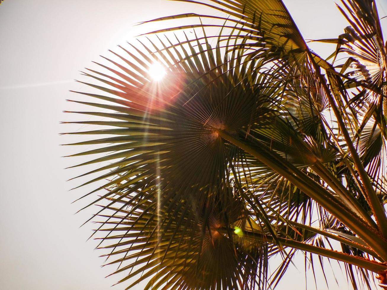 gloeiend zon tussen palm bomen Aan de strand foto