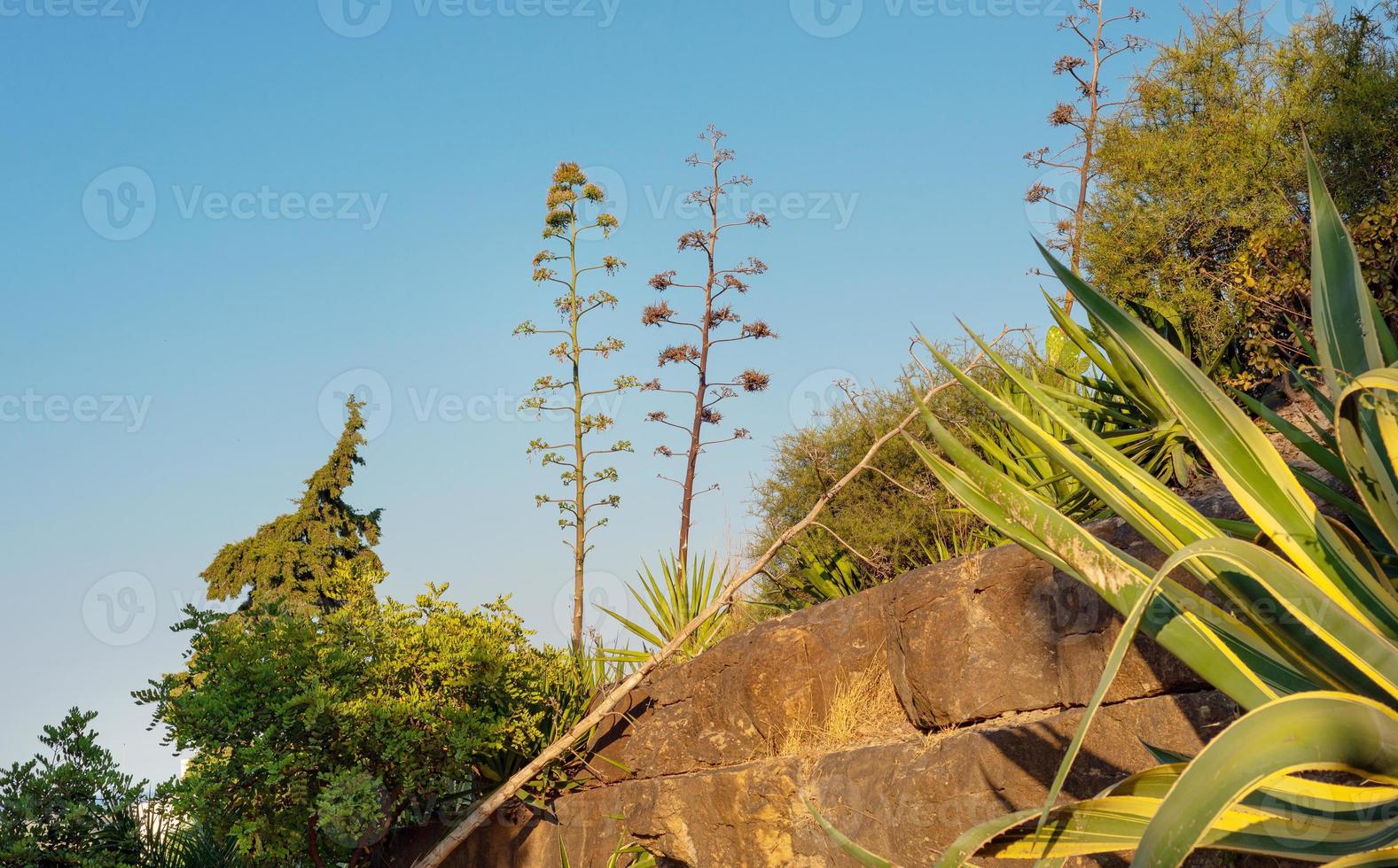 twee bomen Aan de rotsen tussen verschillend planten tegen een Doorzichtig lucht foto