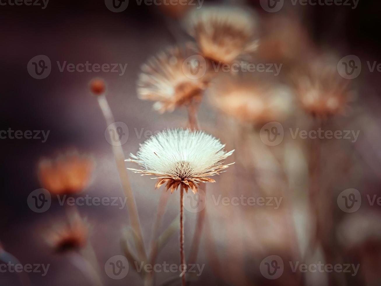 zacht focus foto van droog wit pluizig bloem in pastel kleuren en teder verlichting