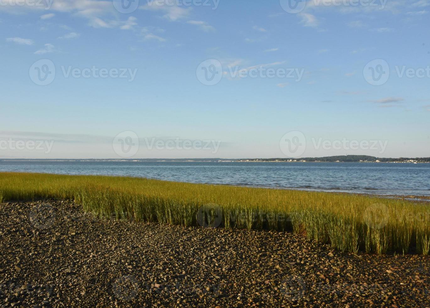 strand met moeras gras en tuimelde stenen foto