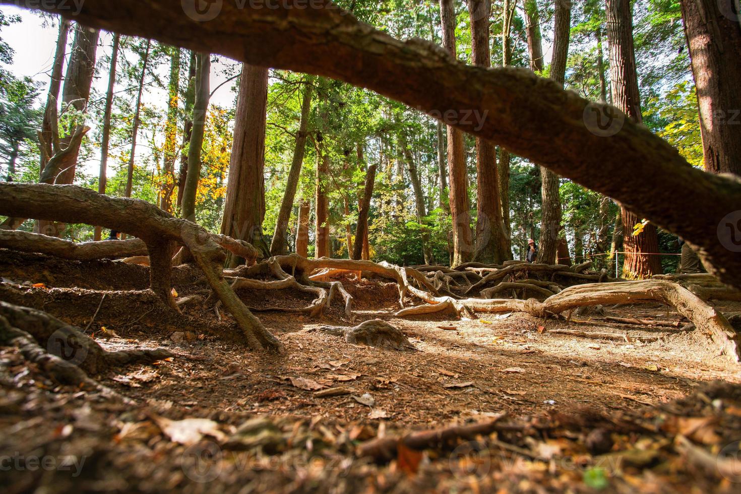 kinone michi, blootgesteld boom wortel Aan grond van wandelen spoor in monteren kurama, de passage tussen kurama-dera naar kifune altaar, Kyoto prefectuur, kansai, Japan foto